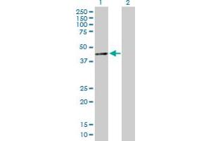 Western Blot analysis of SIN3B expression in transfected 293T cell line by SIN3B MaxPab polyclonal antibody. (SIN3B antibody  (AA 1-353))