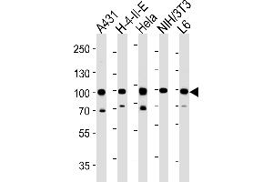 HSP90AB1 Antibody (C-term) (ABIN652406 and ABIN2841984) western blot analysis in A431,H-4-II-E,Hela,mouse NIH/3T3,rat L6 cell line lysates (35 μg/lane). (HSP90AB1 antibody  (C-Term))