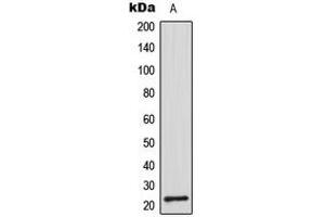 Western blot analysis of CDC42EP2 expression in A549 (A) whole cell lysates. (CDC42EP2 antibody  (N-Term))