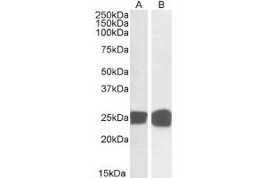 ABIN2562931 (0. (GRB2 antibody  (C-Term))