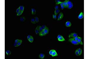 Immunofluorescent analysis of MCF-7 cells using ABIN7156574 at dilution of 1:100 and Alexa Fluor 488-congugated AffiniPure Goat Anti-Rabbit IgG(H+L) (IFI27L2 antibody  (AA 87-130))