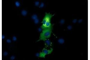 Immunofluorescence (IF) image for anti-Quinolinate Phosphoribosyltransferase (QPRT) antibody (ABIN1500531) (QPRT antibody)