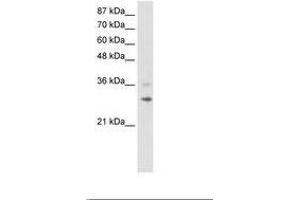 Image no. 1 for anti-Ring Finger Protein 113B (RNF113B) (C-Term) antibody (ABIN202239) (RNF113B antibody  (C-Term))