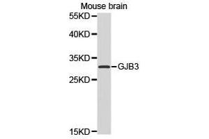 Western Blotting (WB) image for anti-Gap Junction Protein, beta 3, 31kDa (GJB3) antibody (ABIN1872823)