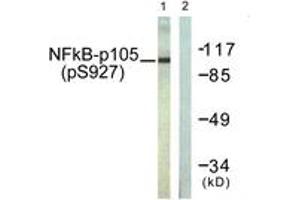 Western blot analysis of extracts from HeLa cells treated with LPS 100ng/ml 30', using NF-kappaB p105/p50 (Phospho-Ser927) Antibody. (NFKB1 antibody  (pSer927))