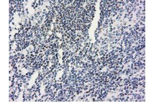 Image no. 1 for anti-Ankyrin Repeat Domain 53 (ANKRD53) (AA 1-300) antibody (ABIN1490718) (ANKRD53 antibody  (AA 1-300))