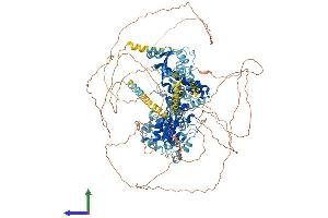 AlphaFold protein structure predicition of Human Recombinant RFC1 Protein, UniprotID P35251