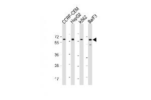 All lanes : Anti-Dyrk2 Antibody (C-term) at 1:2000 dilution Lane 1: CCRF-CEM whole cell lysate Lane 2: HepG2 whole cell lysate Lane 3: K562 whole cell lysate Lane 4: Ba/F3 whole cell lysate Lysates/proteins at 20 μg per lane. (DYRK2 antibody  (C-Term))
