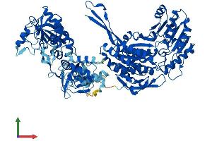 Protein Structure (PS) image for Aldehyde Dehydrogenase 1 Family, Member L1 (ALDH1L1) (AA 1-902) protein (His tag) (ABIN7551967)
