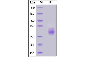 Human 4-1BB, His Tag on  under reducing (R) condition. (CD137 Protein (AA 24-186) (His tag))