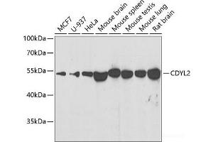 Western blot analysis of extracts of various cell lines using CDYL2 Polyclonal Antibody at dilution of 1:500. (CDYL2 antibody)