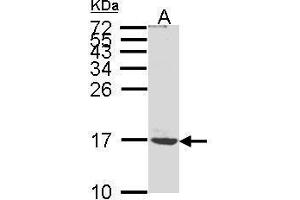 WB Image Sample (30μg whole cell lysate) A:MOLT4 , 15% SDS PAGE antibody diluted at 1:1000 (ATP5G1 antibody  (Center))