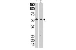 The SIGLEC7 polyclonal antibody  is used in Western blot to detect SIGLEC7 in HL-60 cell lysate (lane 1) and in mouse liver tissue lysate (lane 2) . (SIGLEC7 antibody  (N-Term))