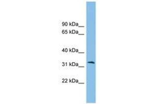 ZPBP2 antibody  (C-Term)