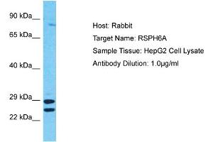 Host: Rabbit Target Name: RSPH6A Sample Tissue: Human HepG2 Whole Cell Antibody Dilution: 1ug/ml