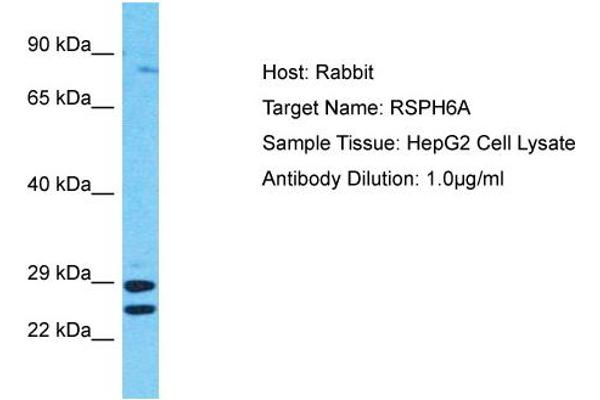 RSPH6A anticorps  (C-Term)
