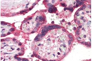 Anti-ERAP1 / ARTS1 antibody  ABIN1048576 IHC staining of human placenta. (ERAP1 antibody  (Internal Region))
