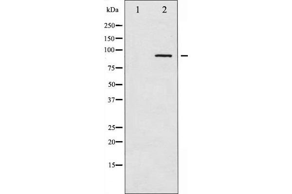 alpha Adducin antibody