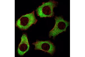 Fluorescent image of A549 cell stained with YBX1 Antibody (Center) (ABIN1882002 and ABIN2838896)/SA120807BH. (YBX1 antibody  (AA 149-178))