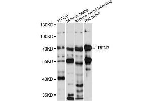 Western blot analysis of extracts of various cell lines, using LRFN3 antibody (ABIN6290576) at 1:1000 dilution.
