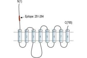 Representative domain view of the target of ABIN7043725.