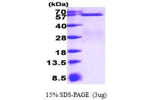 SDS-PAGE (SDS) image for SMAD, Mothers Against DPP Homolog 3 (SMAD3) (AA 1-425) protein (His tag) (ABIN666909)
