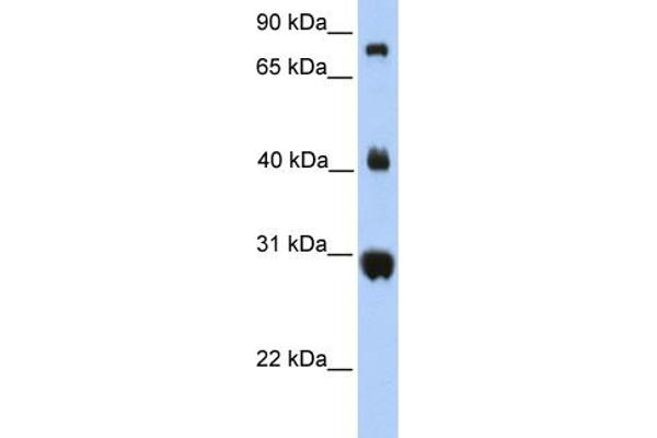 FIBCD1 anticorps  (C-Term)