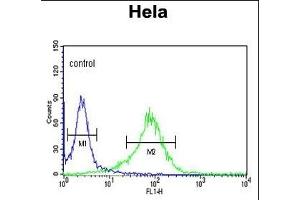 LUM Antibody (N-term) (ABIN391881 and ABIN2841701) flow cytometric analysis of Hela cells (right histogram) compared to a negative control cell (left histogram). (LUM antibody  (N-Term))