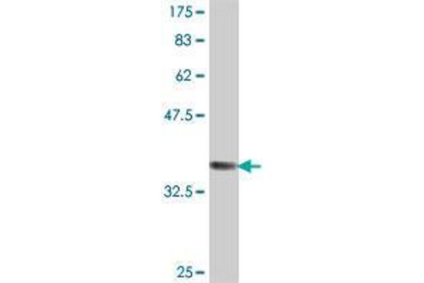 VPS29 antibody  (AA 1-99)