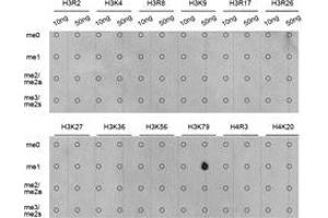 Dot-blot analysis of all sorts of methylation peptides using H3K79me1 antibody.