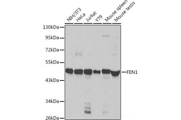 FEN1 antibody