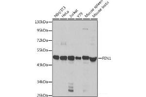 Western blot analysis of extracts of various cell lines using FEN1 Polyclonal Antibody at dilution of 1:1000. (FEN1 antibody)