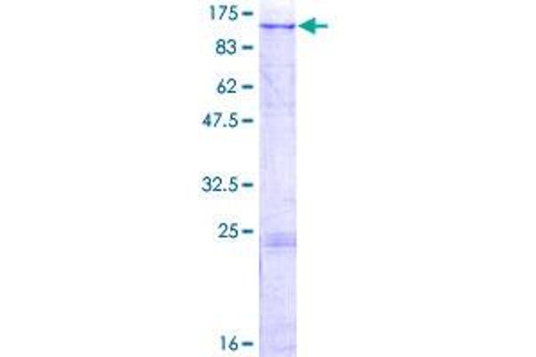 MAN2B2 Protein (AA 1-1009) (GST tag)