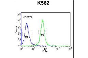 Flow cytometric analysis of K562 cells (right histogram) compared to a negative control cell (left histogram). (SPDYA antibody  (AA 147-175))