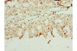 Immunohistochemistry of paraffin-embedded human adrenal gland tissue using ABIN7161430 at dilution of 1:100 (NETO2 antibody  (AA 378-525))