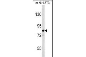 Western blot analysis of EVI5 Antibody (N-term) (ABIN653115 and ABIN2842698) in mouse NIH-3T3 cell line lysates (35 μg/lane). (EVI5 antibody  (N-Term))