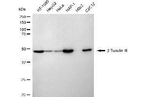 Western blotting analysis using beta Tubulin III antibody (ABIN7800669). (Recombinant TUBB3 antibody)