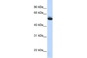 WB Suggested Anti-ARCN1 Antibody Titration: 0. (ARCN1 antibody  (Middle Region))