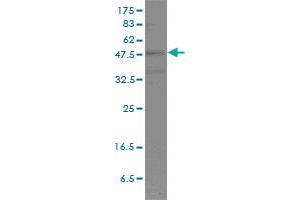 POU2F2 monoclonal antibody (M01), clone 3E3-6F9 Western Blot analysis of POU2F2 expression in HL-60 . (Oct-2 antibody  (AA 1-400))
