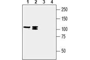 Western blot analysis of human MCF-7 breast adenocarcinoma (lanes 1 and 3) and human COLO 205 colon adenocarcinoma (lanes 2 and 4) cell line lysates: - 1,2. (SLC23A2 antibody  (2nd Extracellular Loop))