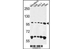 Western blot analysis in MDA-MB435,CEM,MCF-7,Jurkat,Hela cell line lysates (35ug/lane). (ANKFY1 antibody  (C-Term))
