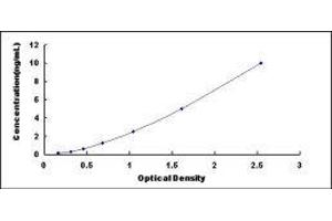 Dual-Specificity tyrosine-(Y)-phosphorylation Regulated Kinase 1A (DYRK1A) ELISA Kit