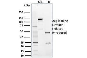 SDS-PAGE Analysis Purified MTF1 Mouse Monoclonal Antibody (MTF1/2649). (MTF1 antibody)