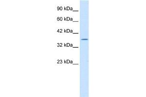 WB Suggested Anti-ILF2 Antibody Titration:  1.