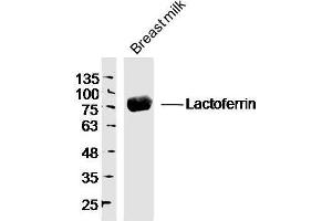 Human breast milk probed with Lactoferrin Polyclonal Antibody, unconjugated  at 1:300 overnight at 4°C followed by a conjugated secondary antibody at 1:10000 for 90 minutes at 37°C. (Lactoferrin antibody  (AA 611-710))
