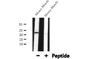 Western blot analysis of SM22 alpha expression in Mouse Muscle lysate (Transgelin antibody  (C-Term))