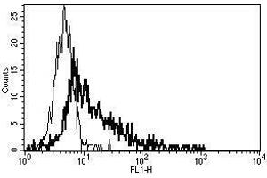 A typical staining pattern with the B-R17 monoclonal antibody of Fas L transfected 293T cell line (FASL antibody)