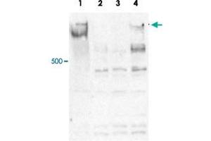 Western blot was performed on whole cell lysates from mouse embryonic stem cells (E14Tg2a) with Mll4 polyclonal antibody , diluted 1 : 500 in PBS-Tween containing 5% skimmed milk.