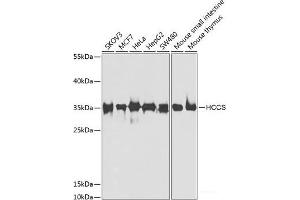 Western blot analysis of extracts of various cell lines using HCCS Polyclonal Antibody at dilution of 1:1000. (HCCS antibody)