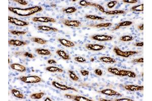 Anti- SLC12A1 Picoband antibody, IHC(P) IHC(P): Mouse Kidney Tissue (SLC12A1 antibody  (N-Term))
